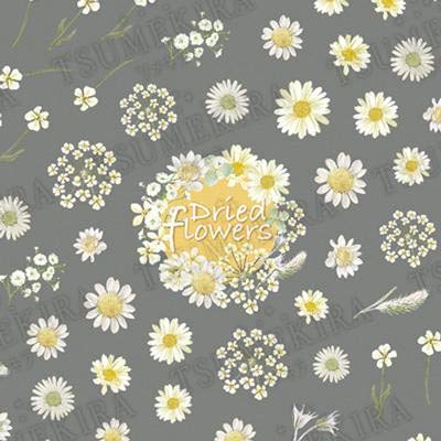 TSUMEKIRA (Tsumekira) nail seal Dried flowers (white color) NN-DFC-103 white one